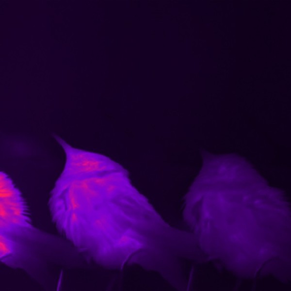 Composite infrared images of a blue-throated mountain-gem hummingbird 