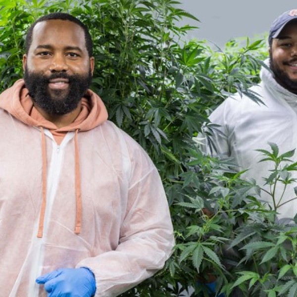 Two alumni growing cannabis.