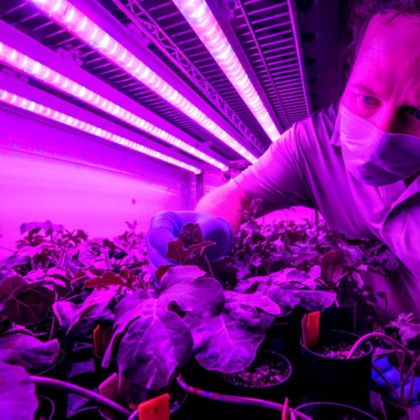 William Rutter in a greenhouse 