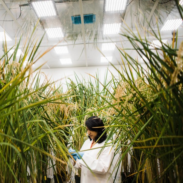 Scientists stocks growth chamber with experimental rice crops