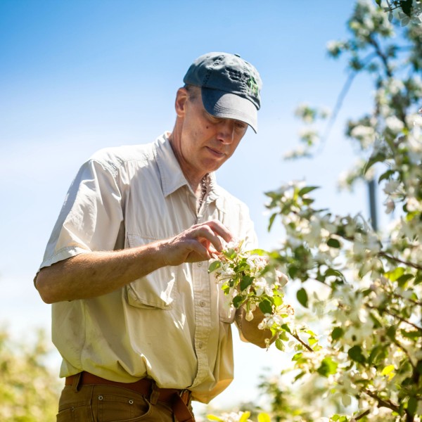 A researcher surveys blossoms in an apple orchard for native bees