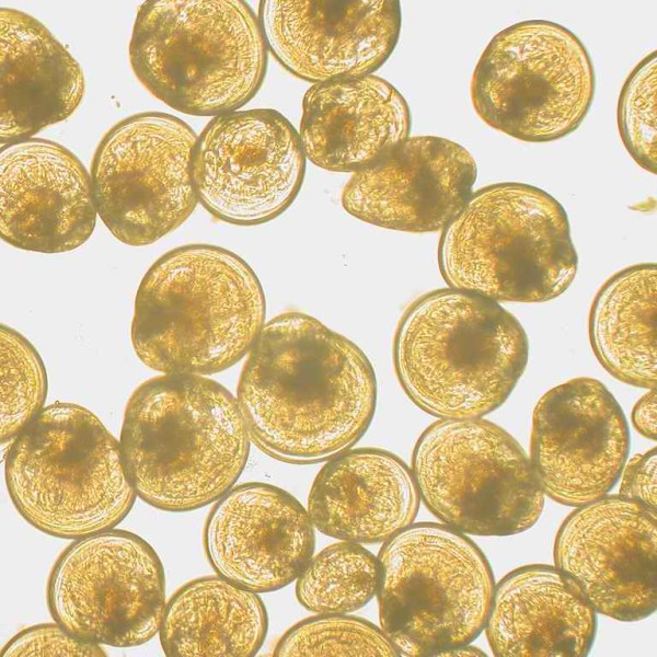 Nine day old oyster larvae