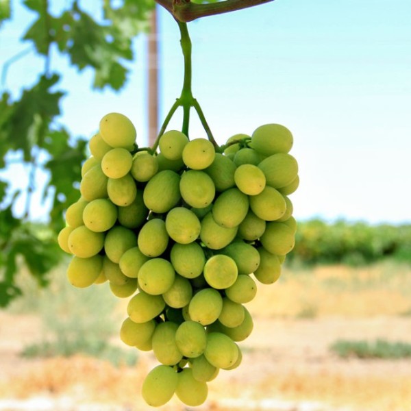 Green grapes grow on vine