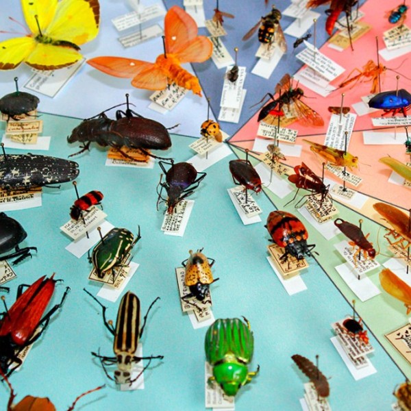 Over thirty insect specimens organized according to insect orders on a table