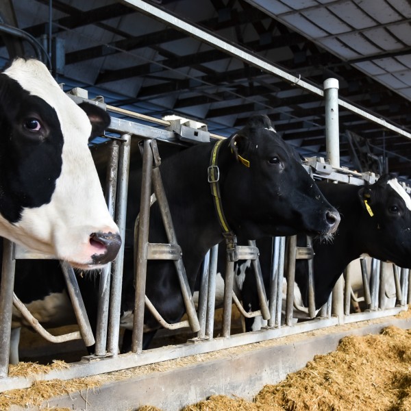 Dairy cows in a barn