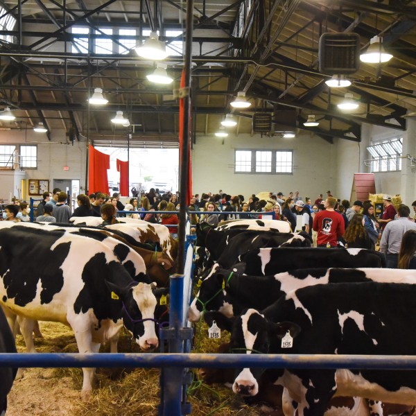 cows and people in barn