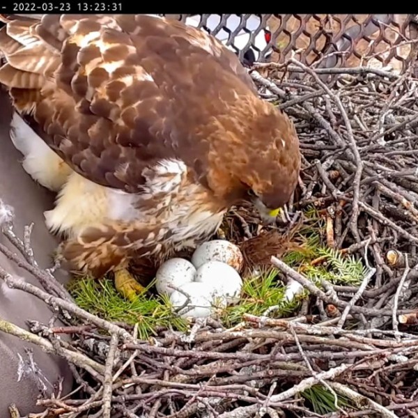 Big Red at the nest, with her four eggs. 