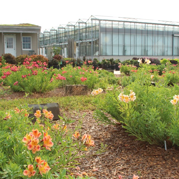 Flowers grow in a garden in front of a shed and greenhouse.