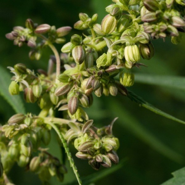 Image of Hemp plant.