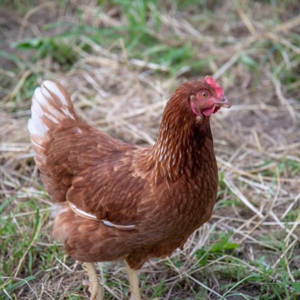 A brown chicken