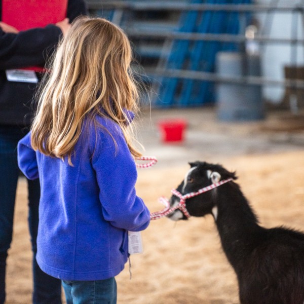 child leads goat