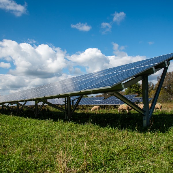 sheep in solar field