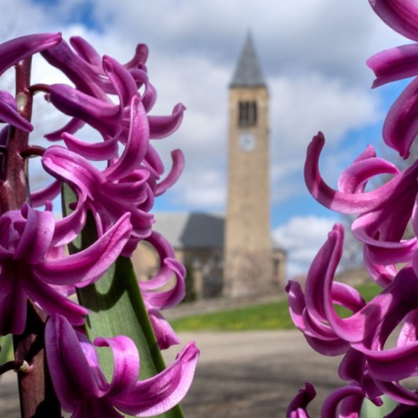 Purple spring flowers frame McGraw Tower