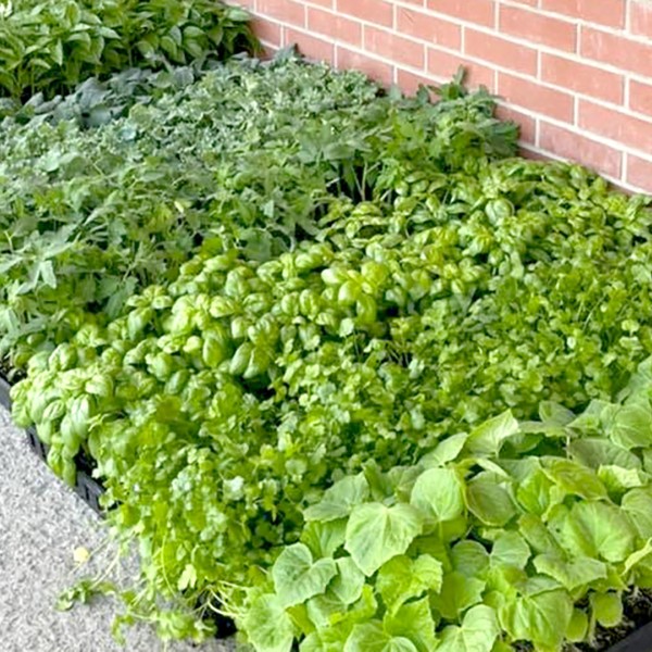 flats or transplants at CDC drop