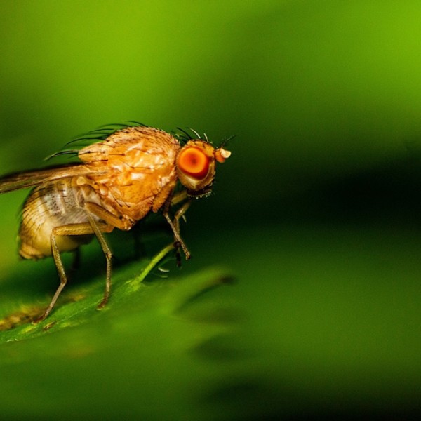 Photo of fruit fly.