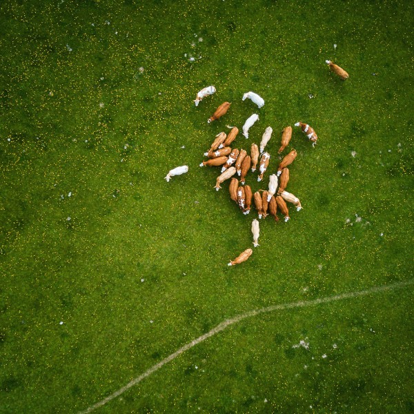 arial view of livestock in field