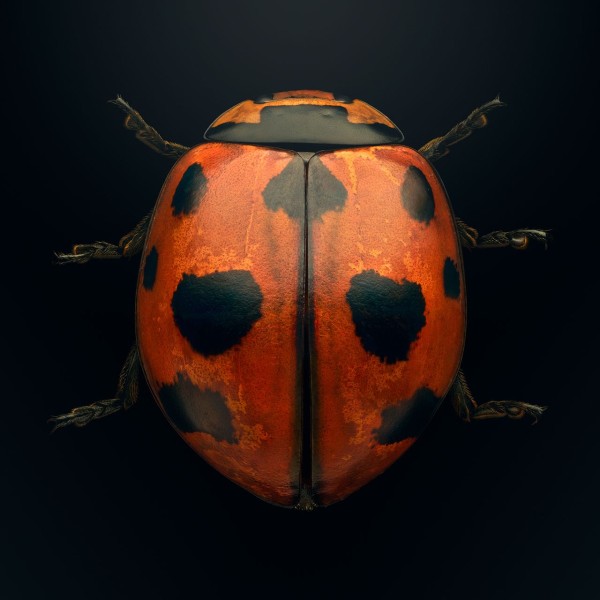 A ninespotted lady beetle
