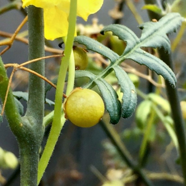 Solanum lycopersicoides growing in a BTI greenhouse