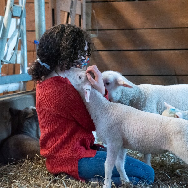 student cuddles with lambs