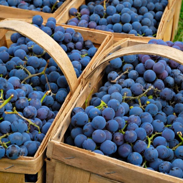 Concord grapes in baskets