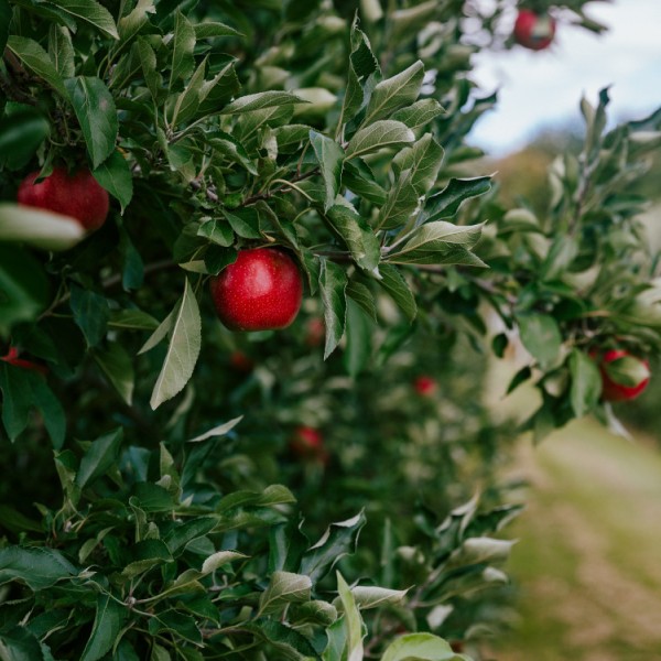 Apple orchard