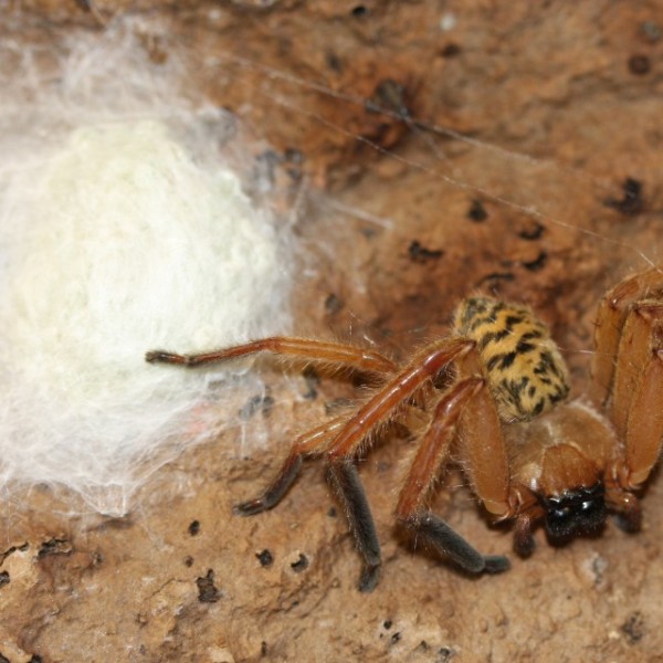 The Australian huntsman and her plastered egg sac. 