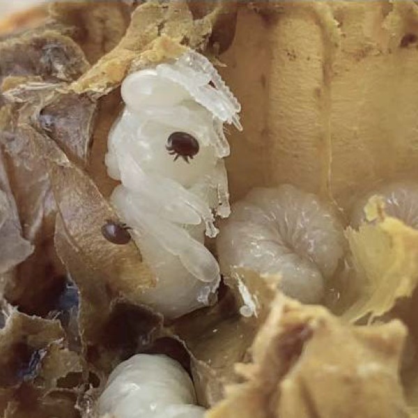 Uncapped honey bee cells reveal small disc-shaped varroa mites