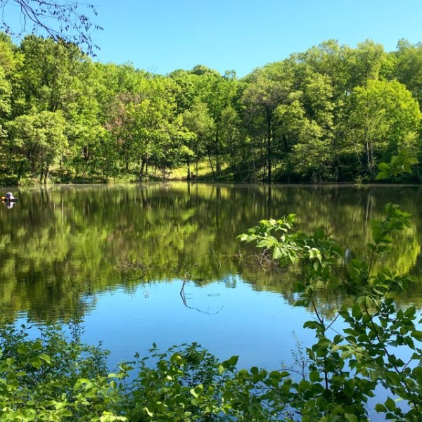 A pond surrounded by trees 