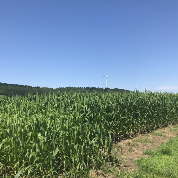 corn field with windtowers in the background
