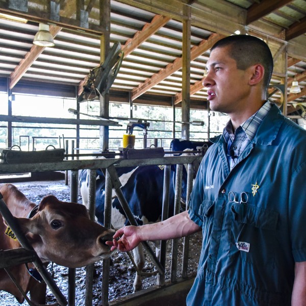 Blake holds hand out to cow