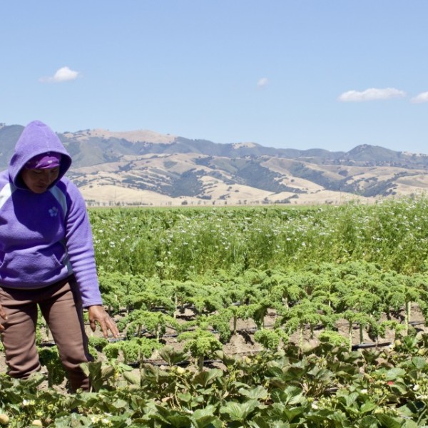 A farmer stands in a field