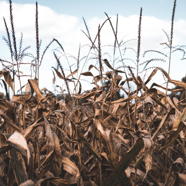 Dried up corn