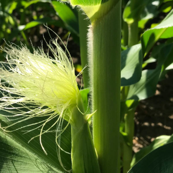 corn tassel