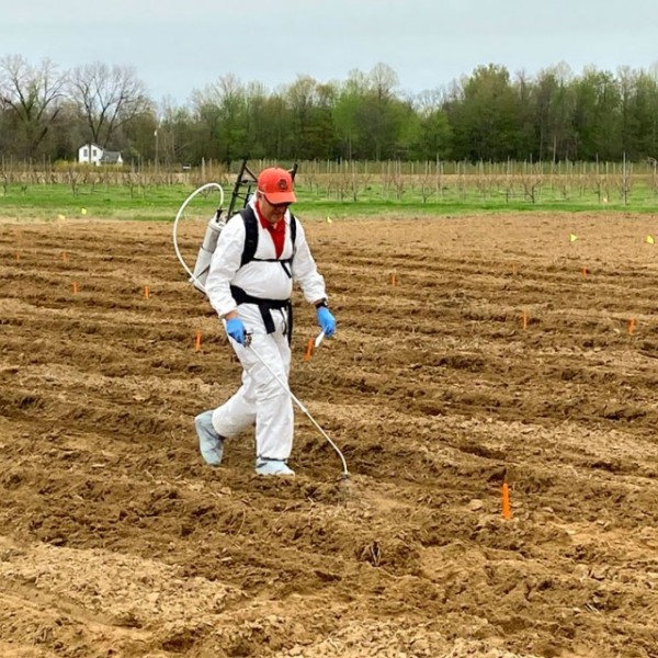 Brian Nault treats potatoes for an experiment to identify alternative insecticides to neonics for potato pest management.