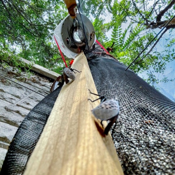 Cornell Cooperative Extension and New York State Integrated Pest Management are setting and monitoring traps at high traffic areas where the spotted lanternflies are most likely to appear.