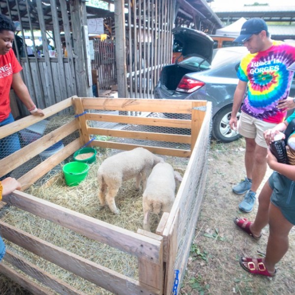 Animal Science Students stand around sheep in a pen at the Ithaca Farmers Market