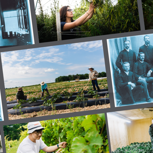 A collection of photos from 1882 to present day at Cornell AgriTech