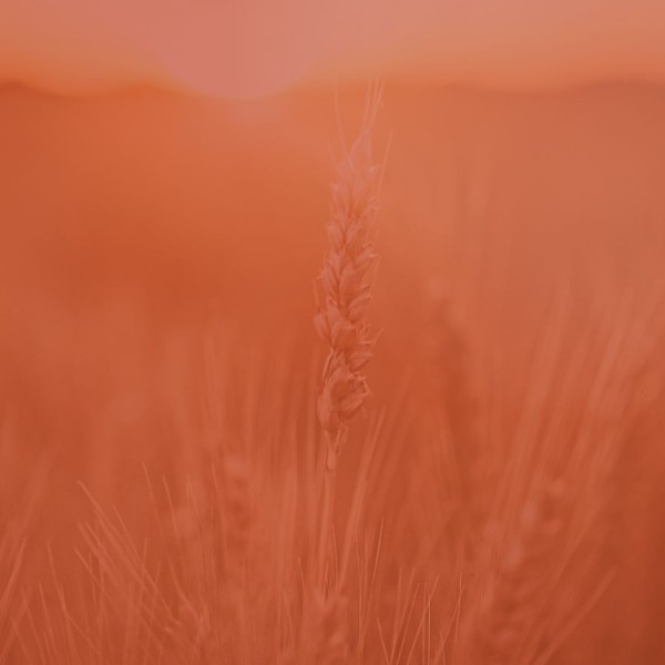 Wheat field with an orange overlay