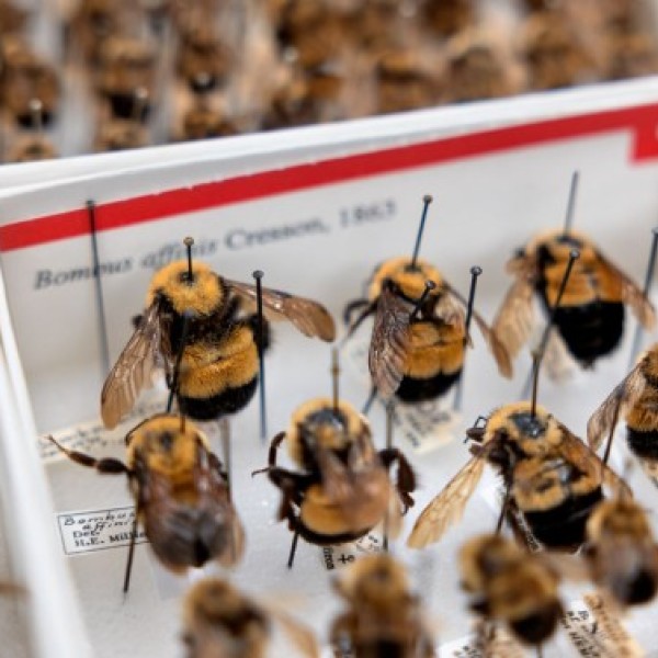 Cornell University Insect Collection samples of the rusty patched bumble bee (Bombus affinis), which in 2017 was named an endangered species and is believed no longer present in New York.
