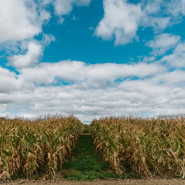 field of corn