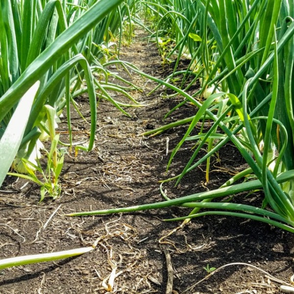 A new study showed that by following action thresholds to determine when to apply insecticides to control onion thrips, farmers made 2.3 fewer applications per season while maintaining yields and bulb size.