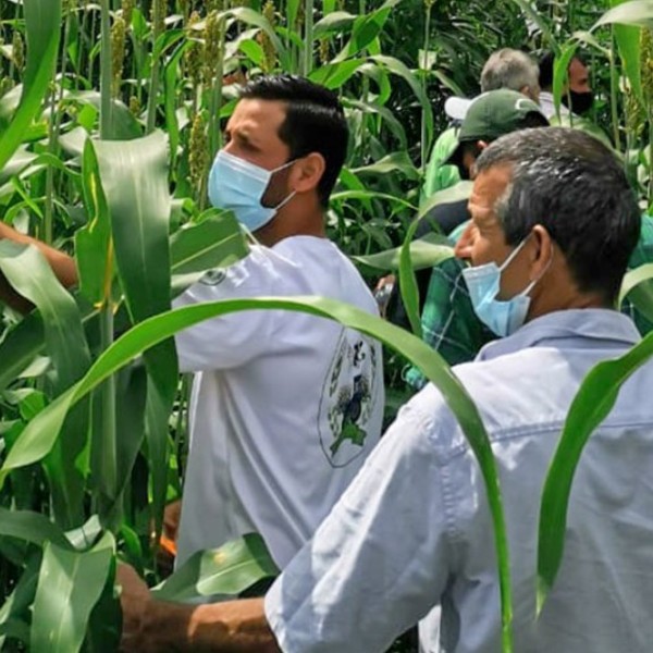 Breeders from the Instituto Nacional de Innovación y Transferencia en Tecnología Agropecuaria and local farmers review sorghum crop in Costa Rica. 