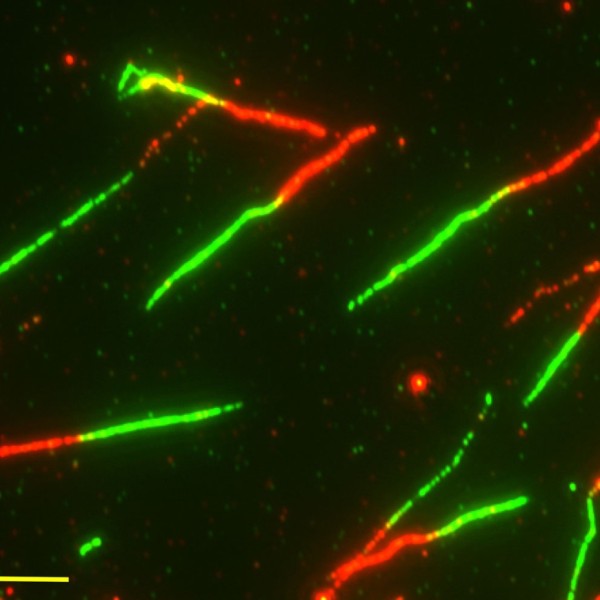 Red and green experimental DNA fibers