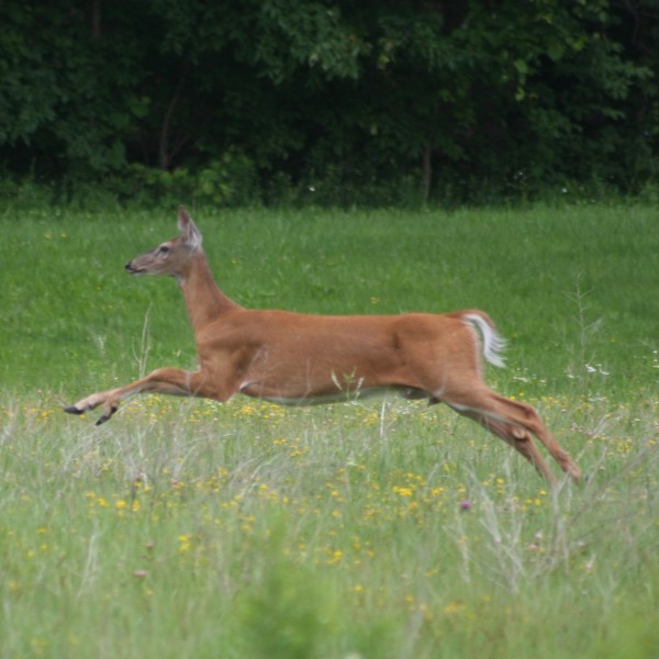 white tailed deer bounding through a field