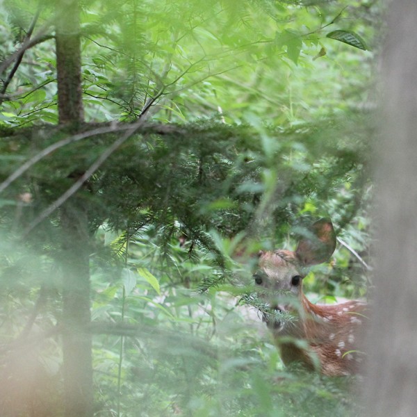 Young deer hiding in the forest