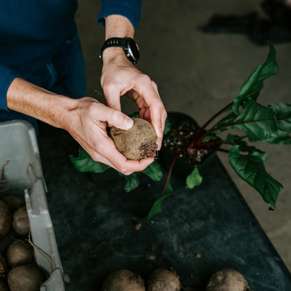 Hands holding a bunch of red beets with the greens attached. 