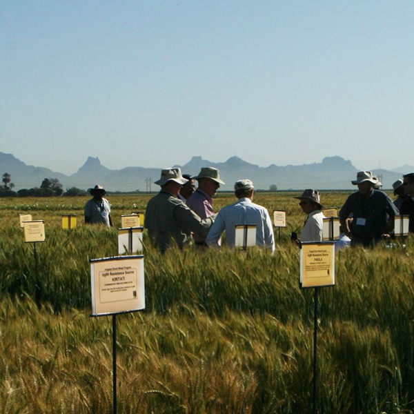 Scientists in an experimental wheat field at CIMMYT in Mexico