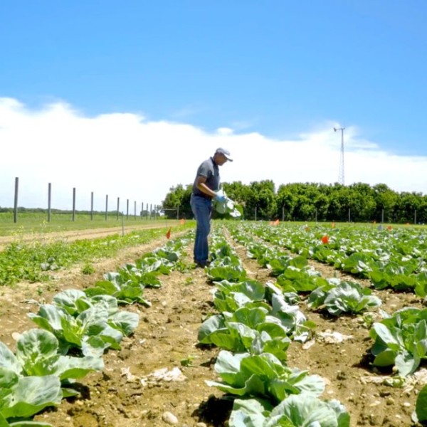 A man standing in the middle of an agricultural field 
