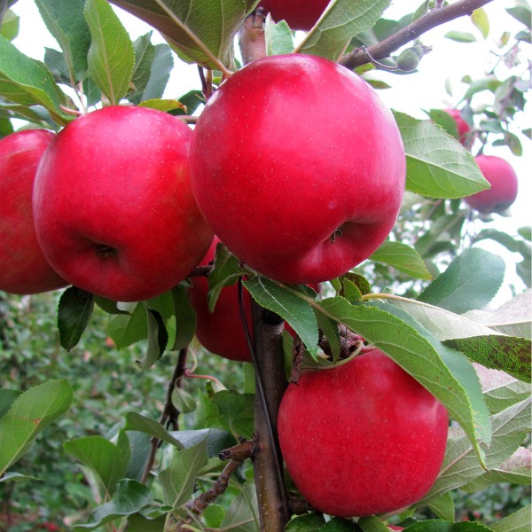 snapdragon apples on the tree