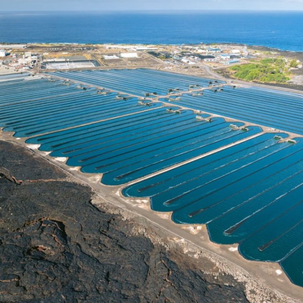 A microalgae cultivation facility in Hawaii.